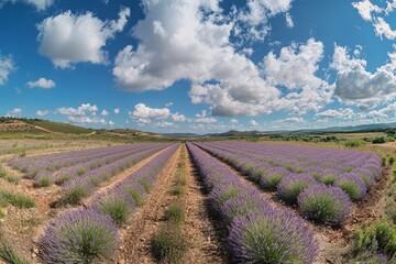 Obraz premium A wide-angle shot of a Spanish lavender field in full bloom, with rows of purple flowers stretching into the distance.Spanish Lavender,purple bloom,fragrant plant,ornamental shrub.