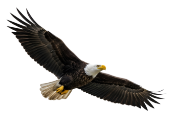 A majestic bald eagle soars through the dark sky, showcasing its powerful wings in a striking display of nature's beauty.