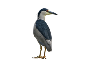 A side view of a black-crowned night heron, presented against a plain black background, showcasing its detailed plumage and posture.