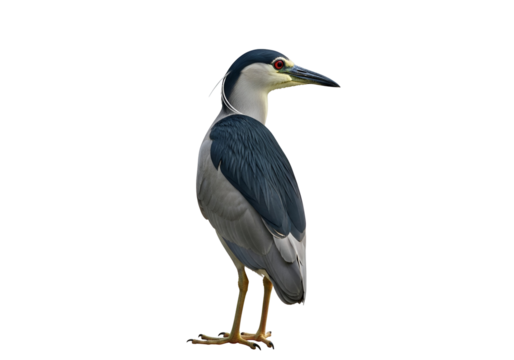 A side view of a black-crowned night heron, presented against a plain black background, showcasing its detailed plumage and posture.