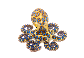 A vibrant, captivating octopus, showcasing intricate patterns of yellow and striking blue circles, against a stark black backdrop.