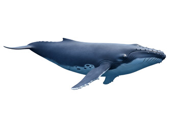 Fototapeta premium A magnificent humpback whale glides gracefully through the deep ocean against a stark black backdrop.