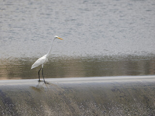 猪名川のゴム引布製起伏堰を歩くダイサギ