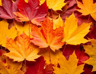 Obraz premium Autumn leaves in vibrant colors (2)