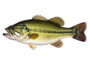 A striking image of a largemouth bass, showcasing its detailed scales and fins against a stark black background.