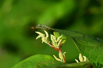Fotobehang Groen イタドリの蕾  © mayudama