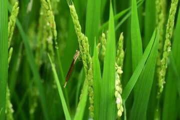 稲に泊まるオツネントンボ
