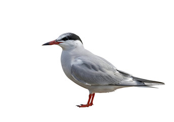 Obraz premium A side view of a graceful, light gray bird with dark markings and bright red legs, against a stark black background.