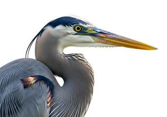 Fototapeta premium Close-up profile view of a great blue heron, showcasing intricate feather details and a striking contrast against a deep black background.