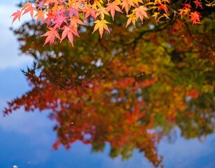 Autumn leaves reflected in a calm water
