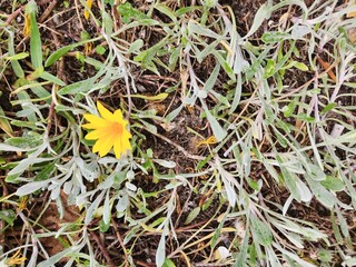 yellow flowers in the grass
