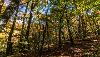 Fototapeta premium Autumn forest canopy