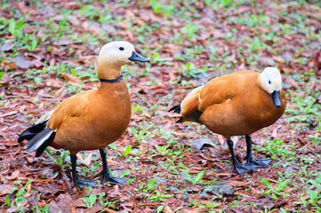 ruddy shelducks
