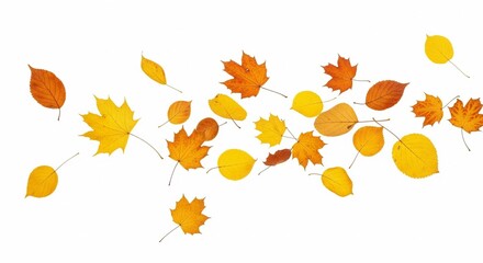 Autumnal symphony: A delicate dance of diverse leaves cascading across a white canvas