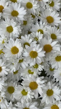Beautiful natural white daisys flowers.