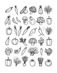 Fototapeta premium Black and white sketch of various vegetables