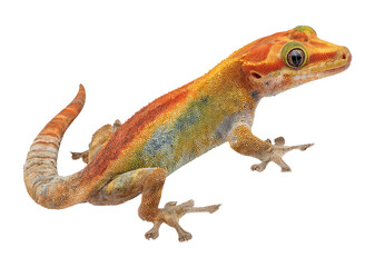 Fototapeta premium Side View of Isolated Gecko with Distinct Bumps on Tail