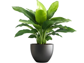Spathiphyllum plant in pot isolated on transparent background