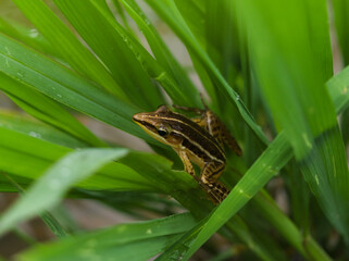 Brown frog on the grass