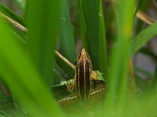 Brown frog on the grass