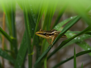 Brown frog on the grass