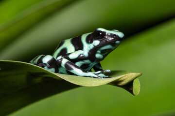 Green and Black Poison Dart Frog (Dendrobates auratus) Close-Up on Leaf