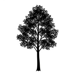 Obraz premium Black silhouette of a deciduous tree isolated on white background