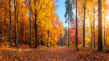 Fototapeta premium sunlight bathes forest, vibrant fall colors. golden autumn leaves blanket forest floor creating scenic view. pathway leads, creating inviting mood. forest trees, scenic background, october.