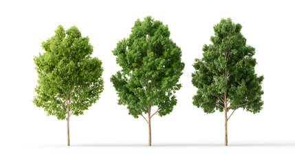 three green trees with full foliage stand isolated on clean white background. photorealistic digital models showcase natural elements with detailed wood trunks, leafy branches, perfect for graphic