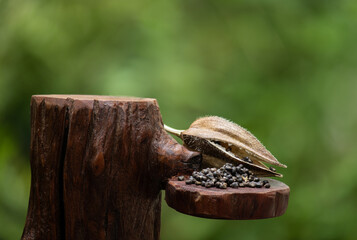 Abelmosk or Abelmoschus moschatus pod and seeds on natural background.