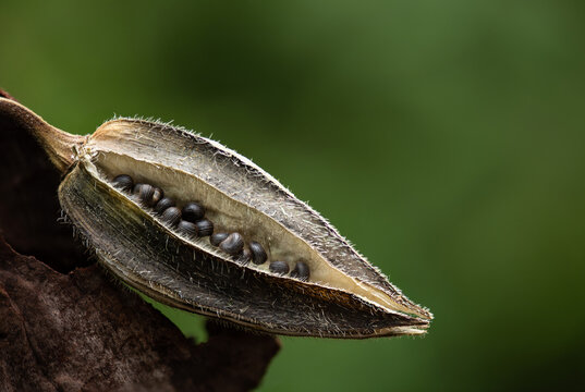 Abelmosk or Abelmoschus moschatus pod and seeds on natural background.