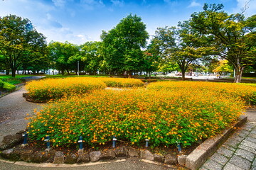 Obraz premium 早秋の日本の公園ではキバナコスモスが咲き秋の来たことを教えてくれます