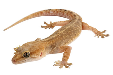 Fototapeta premium lizard on white background