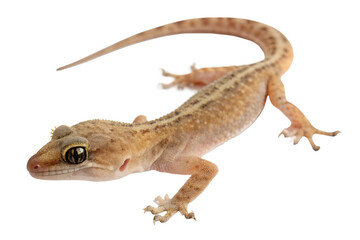 Fototapeta premium lizard isolated on white background