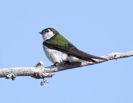 Violet green swallow perched on a branch