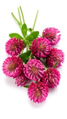 Obraz premium Close-up of vibrant pink clover blossoms