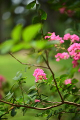 Obraz premium Lagerstroemia indica crape myrtle displaying characteristic wrinkled petals in terminal panicles, featuring smooth exfoliating bark and extended summer to autumn blooming period.