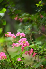 Lagerstroemia indica crape myrtle displaying characteristic wrinkled petals in terminal panicles, featuring smooth exfoliating bark and extended summer to autumn blooming period.