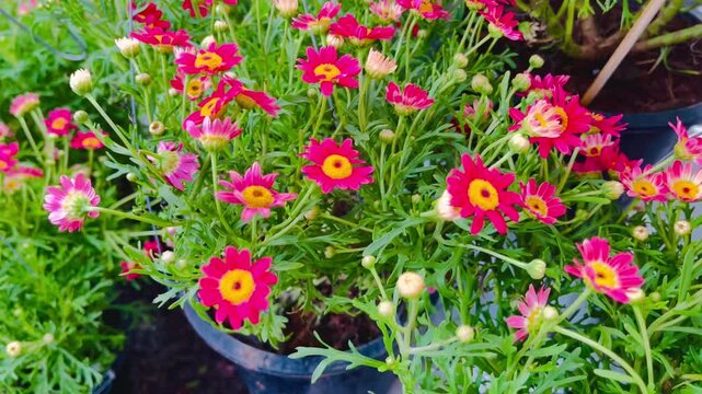 Marguerite with red petals filled the flower bed. warm sunshine - marguerite daisy, Paris daisy, Argyranthemum frutescens. Red paris daisy in the garden. 
