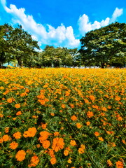 早秋の日本の公園ではキバナコスモスが咲き秋の来たことを教えてくれます