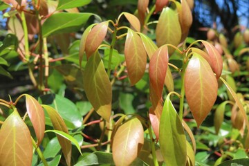 Camphor tree (cinnamomum camphora) in Florida nature, closeup