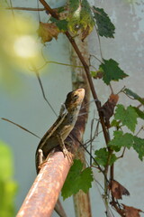 tree lizard on a branch