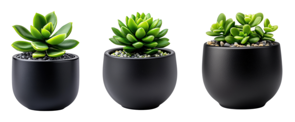 Stylish Succulent Plants in Modern Black Pots