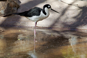 Obraz premium Black Necked Stilt