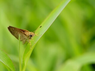Macro Shot of Skipper Butterfly Sitting on Grass Blade