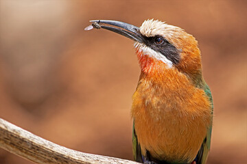 White Fronted Bee Eater