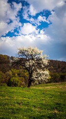 Fototapeta premium Blooming tree in a grassy field under a cloudy sky