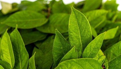 Close-up of vibrant green leaves