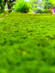 Naklejka premium Bright green moss creates a vibrant carpet leading into blurry greenery background in nature