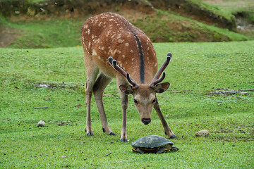 めずらしい芝生にいるカメとシカ